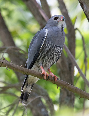 Lizard buzzard (Kaupifalco monogrammicus)