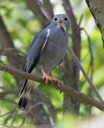 Lizard buzzard (Kaupifalco monogrammicus)