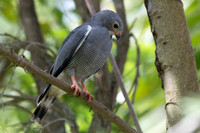 Lizard buzzard (Kaupifalco monogrammicus)
