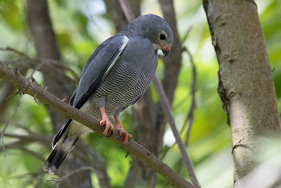 Lizard buzzard (Kaupifalco monogrammicus)