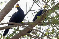 Ross's turaco (Musophaga rossae)