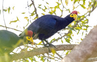 Ross's turaco (Musophaga rossae)