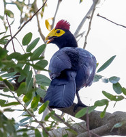Ross's turaco (Musophaga rossae)
