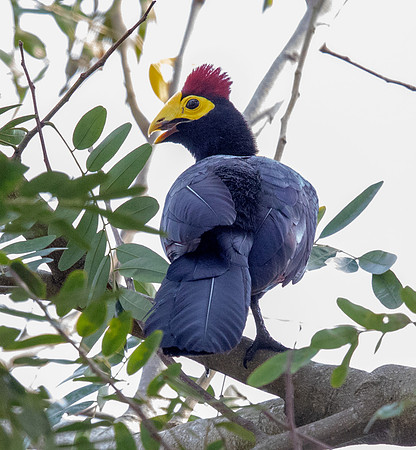 Ross's turaco (Musophaga rossae)