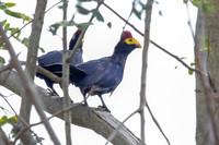 Ross's turaco (Musophaga rossae)