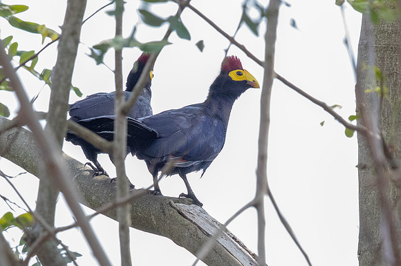 Ross's turaco (Musophaga rossae)