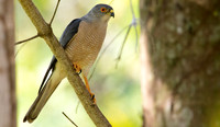 Shikra (Accipiter badius)