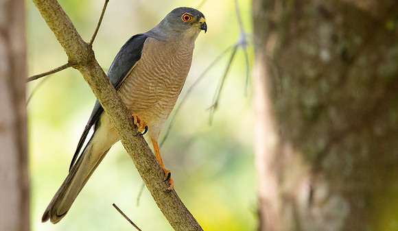 Shikra (Accipiter badius)