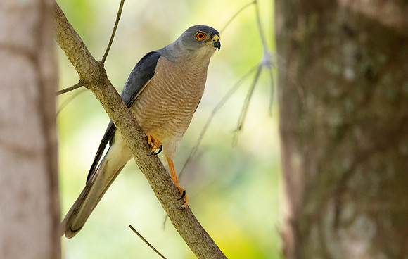 Shikra (Accipiter badius)