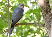 Shikra (Accipiter badius)