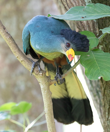 Great blue turaco (Corythaeola cristata)