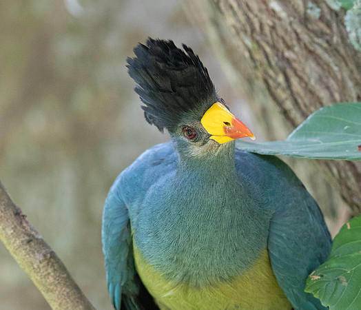 Great blue turaco (Corythaeola cristata)