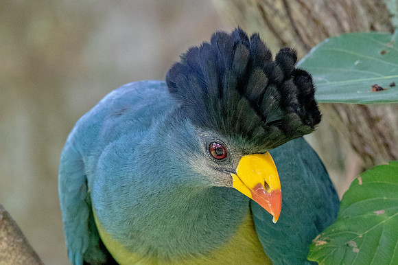 Great blue turaco (Corythaeola cristata)