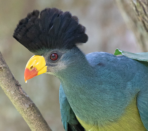 Great blue turaco (Corythaeola cristata)