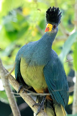Great blue turaco (Corythaeola cristata)