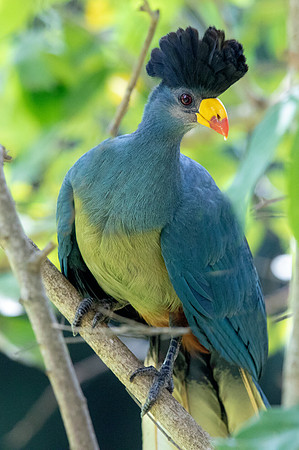 Great blue turaco (Corythaeola cristata)