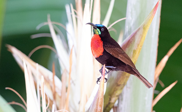 Scarlet-chested sunbird (Chalcomitra senegalensis) Male