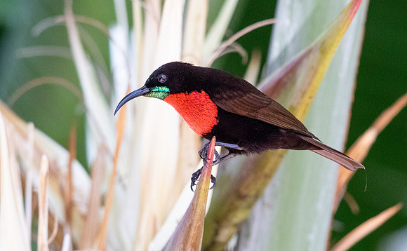 Scarlet-chested sunbird (Chalcomitra senegalensis) Male