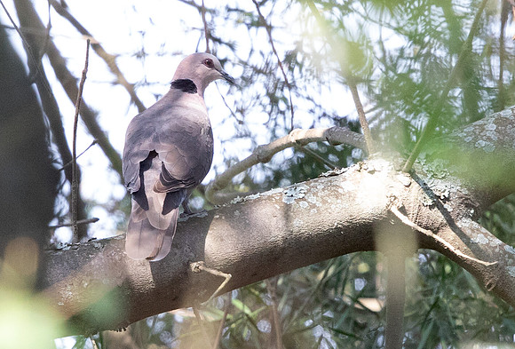 Red-eyed dove (Streptopelia semitorquata)