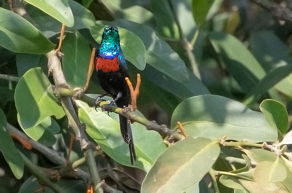 Red-chested sunbird (Cinnyris erythrocercus) Male
