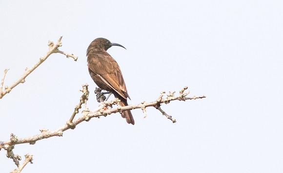 Red-chested sunbird (Cinnyris erythrocercus) Female
