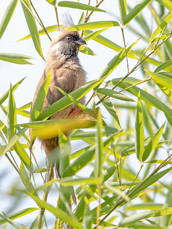 Speckled mousebird (Colius striatus)