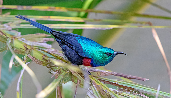 Red-chested Sunbird (Cinnyris erythrocercus)