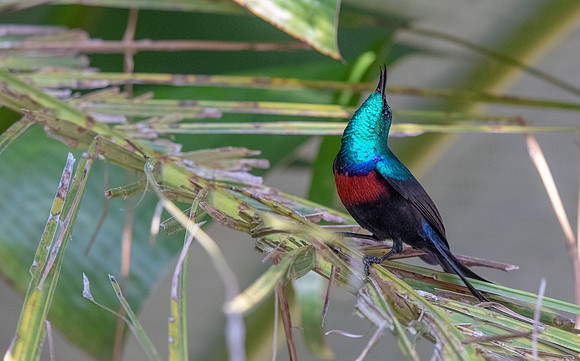 Red-chested Sunbird (Cinnyris erythrocercus)