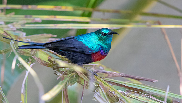Red-chested Sunbird (Cinnyris erythrocercus)