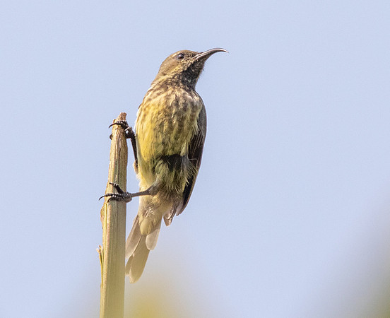 Sunbird?