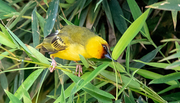 Northern brown-throated weaver (Ploceus castanops)