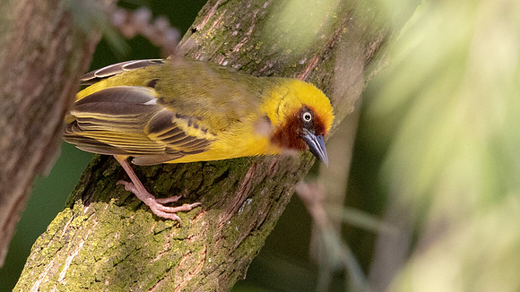 Northern brown-throated weaver (Ploceus castanops)