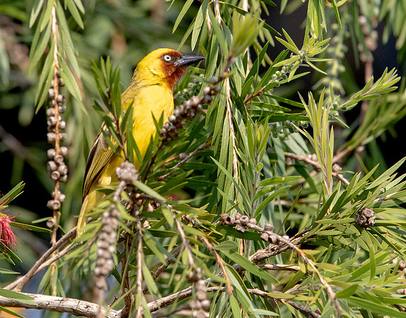 Northern brown-throated weaver (Ploceus castanops)