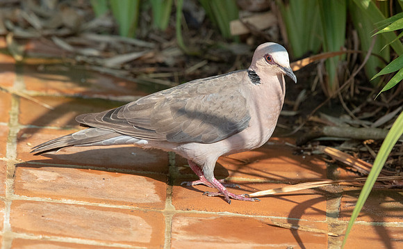 Mourning collared dove (Streptopelia decipiens)