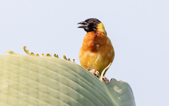 Black-headed weaver (Ploceus melanocephalus)