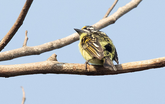 Yellow-throated tinkerbird (Pogoniulus subsulphureus)