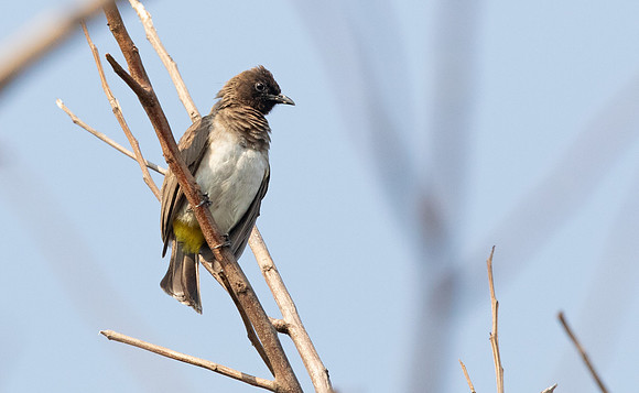 Common bulbul (Pycnonotus barbatus)