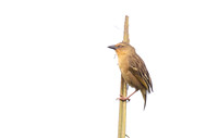 Black-headed Weaver (Ploceus melanocephalus) Female