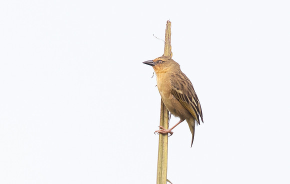 Black-headed Weaver (Ploceus melanocephalus) Female