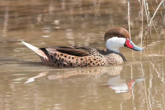 White-cheeked Pintail (Anas bahamensis)