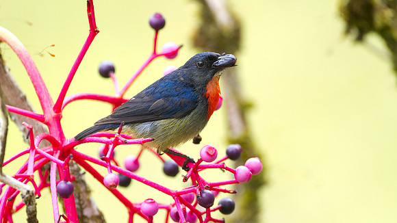 Bornean Flowerpecker (Dicaeum monticolum)