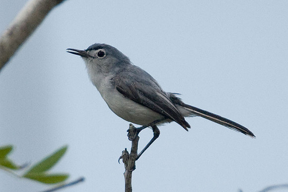Blue-gray Gnatcatcher (Polioptila caerulea) - alternative plumage
