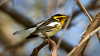 Blackburnian Warbler (Dendroica fusca)