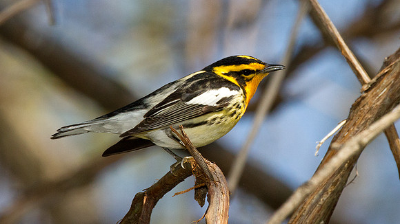 Blackburnian Warbler (Dendroica fusca)
