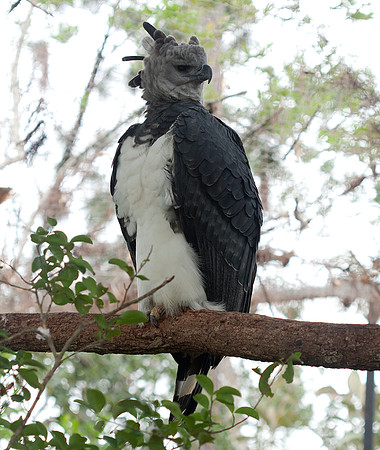 Harpy Eagle (Harpia harpyja) captive