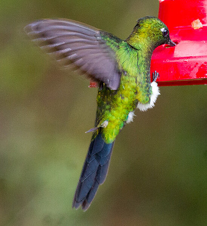 Sapphire-vented Puffleg (Eriocnemis luciani)