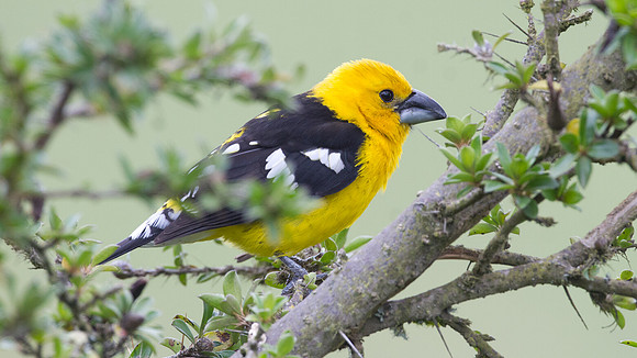 Golden-bellied Grosbeak (Pheucticus chrysogaster)