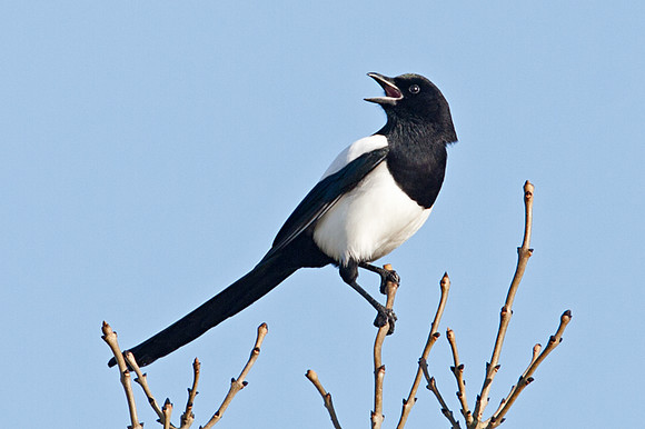 European Magpie (Pica pica) also known as Eurasian Magpie, Common Magpie