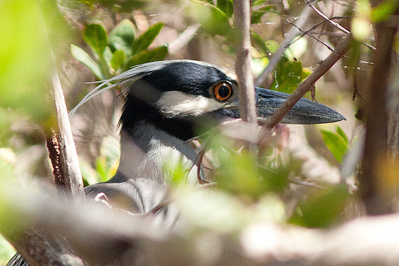 Yellow-crowned Night Heron (Nyctanassa violacea)