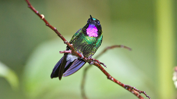 Tourmaline Sunangel (Heliangelus exortis)